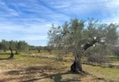 Terreno no urbanizable en venta en la España, el Perelló, ref: TR131778 foto