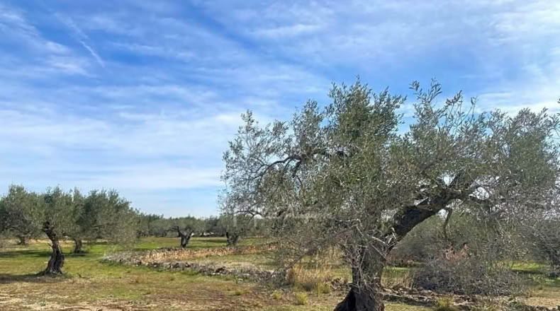 Tarragona - el Perelló - 13793m2
