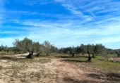 Terreno no urbanizable en venta en la España, el Perelló, ref: TR131778 foto