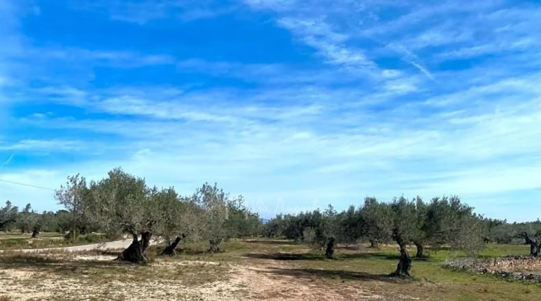 Tarragona - el Perelló - 13793m2