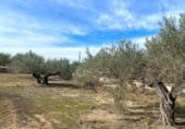 Terreno no urbanizable en venta en la España, el Perelló, ref: TR131778 foto