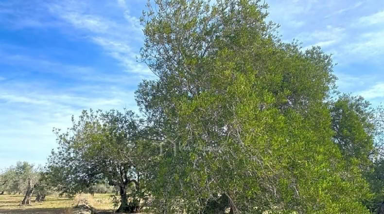 Tarragona - el Perelló - 13793m2