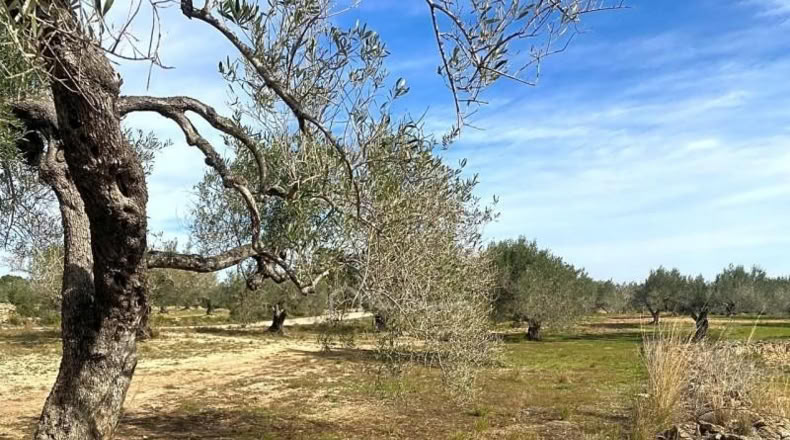 Tarragona - el Perelló - 13793m2