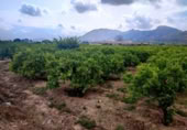 Non-developable land for sale on España, Canals, ref: TR132341 photo