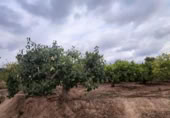 Non-developable land for sale on España, Canals, ref: TR132341 photo