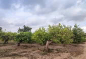 Non-developable land for sale on España, Canals, ref: TR132341 photo