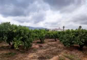 Non-developable land for sale on España, Canals, ref: TR132341 photo