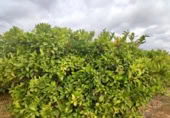 Non-developable land for sale on España, Canals, ref: TR132341 photo