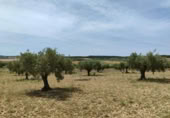 Non-developable land for sale on España, Almansa, ref: TR318402 photo