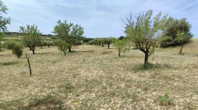 Albacete - Almansa - 16000m2