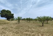 Non-developable land for sale on España, Almansa, ref: TR318402 photo