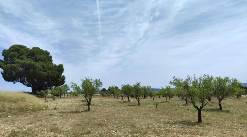 Albacete - Almansa - 16000m2