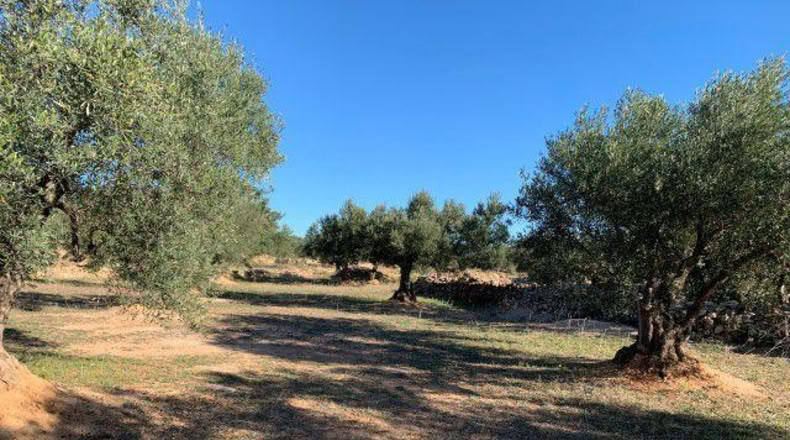 Tarragona - Xerta - 13793m2
