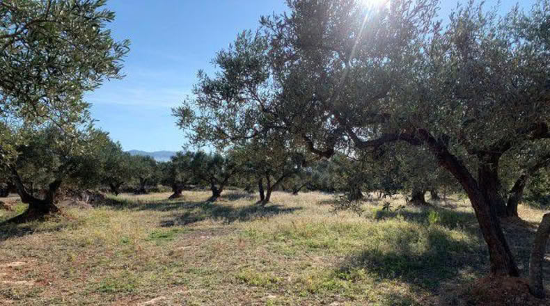 Tarragona - Xerta - 13793m2