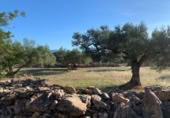 Xalet independent amb terreny en venda a la España, Xerta, ref.: TR269534 foto
