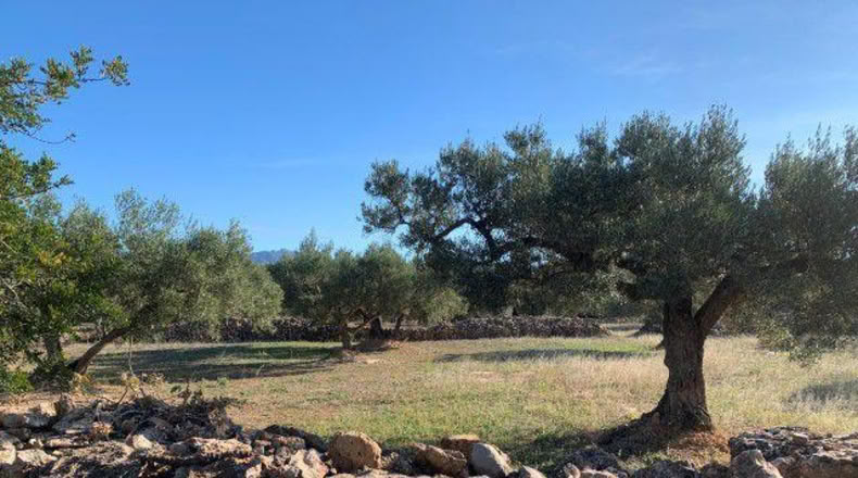 Tarragona - Xerta - 13793m2