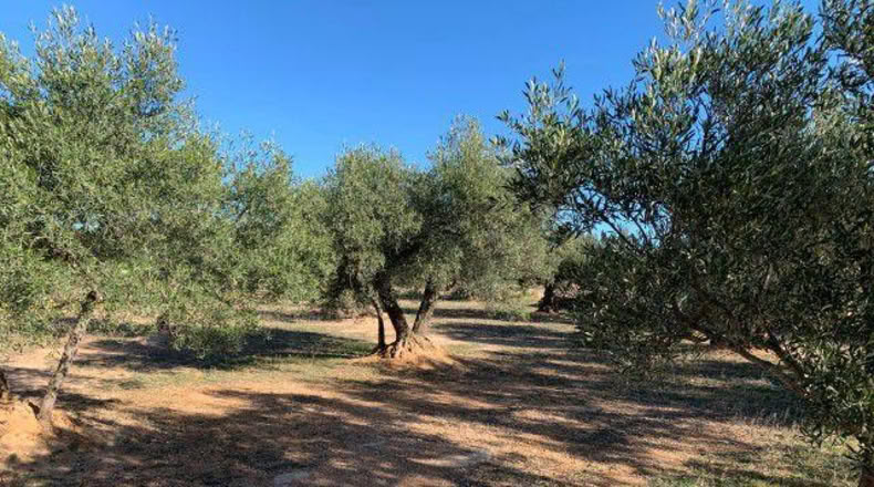Tarragona - Xerta - 13793m2