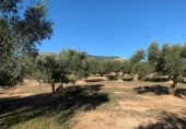 Xalet independent amb terreny en venda a la España, Xerta, ref.: TR269534 foto