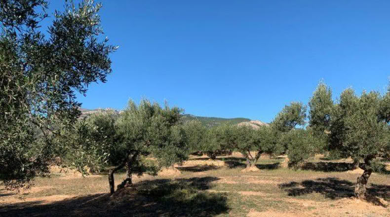 Tarragona - Xerta - 13793m2