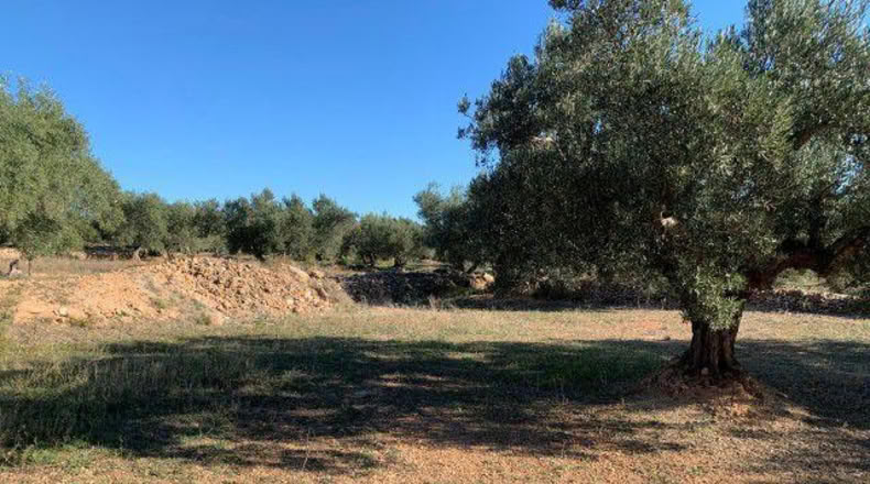 Tarragona - Xerta - 13793m2