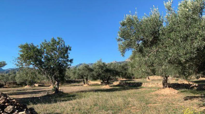 Tarragona - Xerta - 13793m2