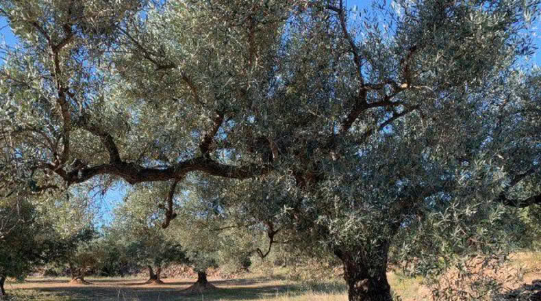 Tarragona - Xerta - 13793m2