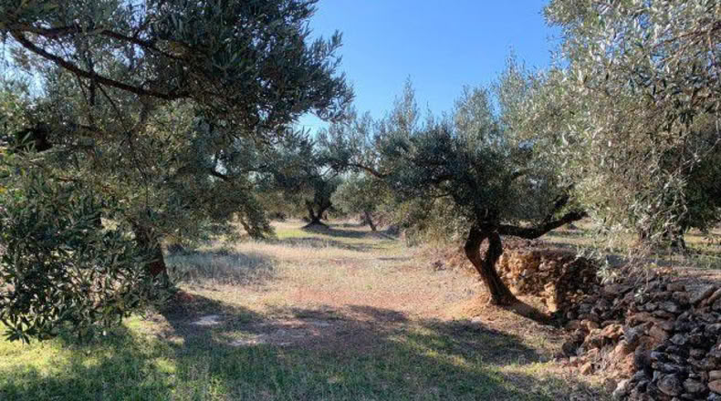 Tarragona - Xerta - 13793m2