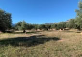 Xalet independent amb terreny en venda a la España, Xerta, ref.: TR269534 foto