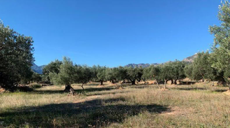 Tarragona - Xerta - 13793m2