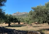 Xalet independent amb terreny en venda a la España, Xerta, ref.: TR269534 foto