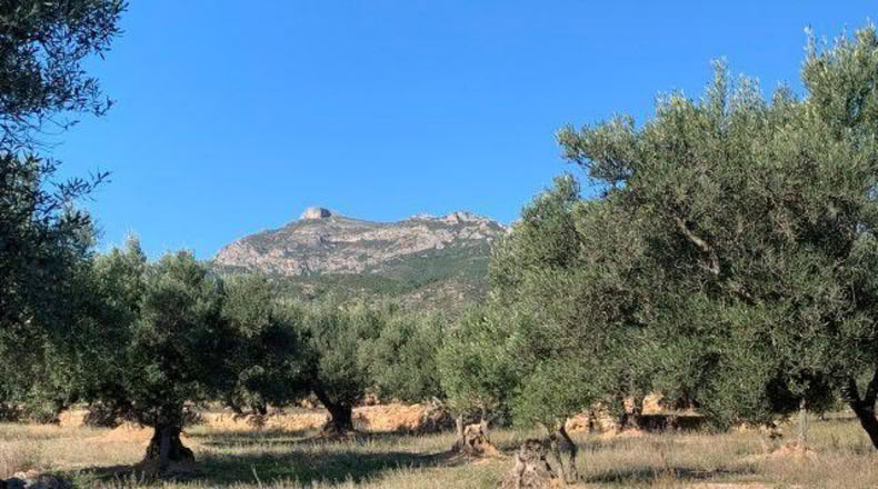 Tarragona - Xerta - 13793m2