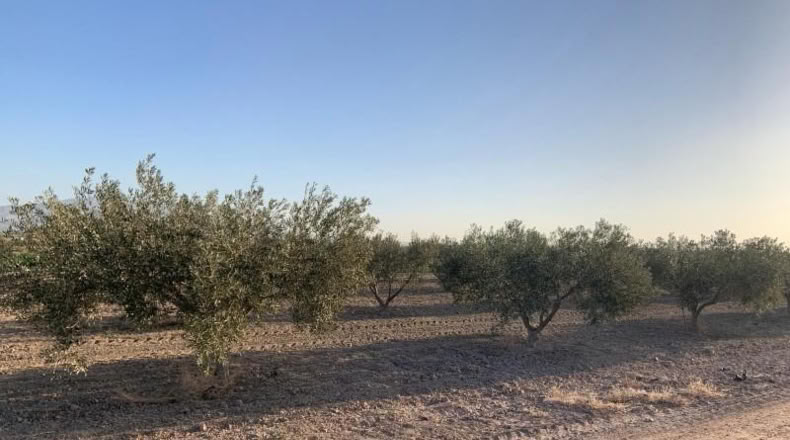 Murcia - Totana - 2236m2
