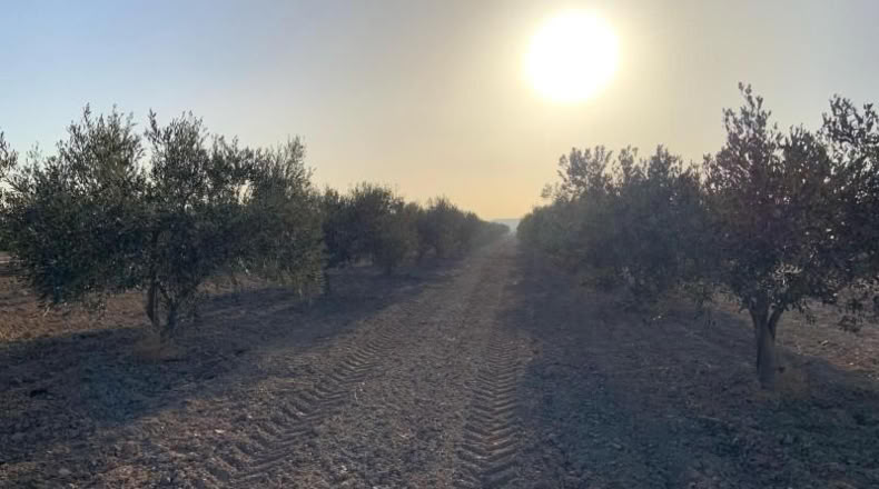 Murcia - Totana - 2236m2
