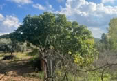 Xalet independent amb terreny en venda a la España, la Torre del Comte, ref.: TR355343 foto
