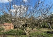 Xalet independent amb terreny en venda a la España, la Torre del Comte, ref.: TR355343 foto