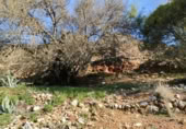 Terreny no urbanitzable en venda a la España, la Vall de Gallinera, ref.: TR221537 foto
