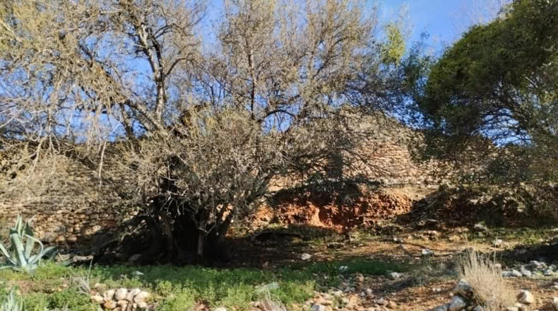 Alicante - Benissivà - 19796m2