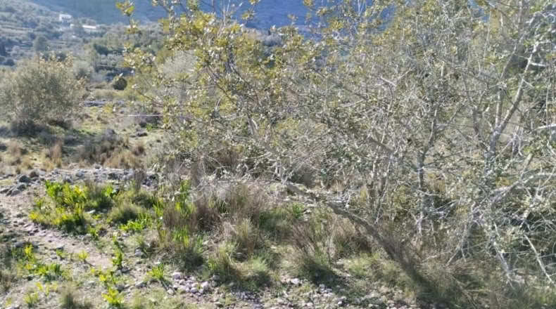Alicante - Benissivà - 19796m2