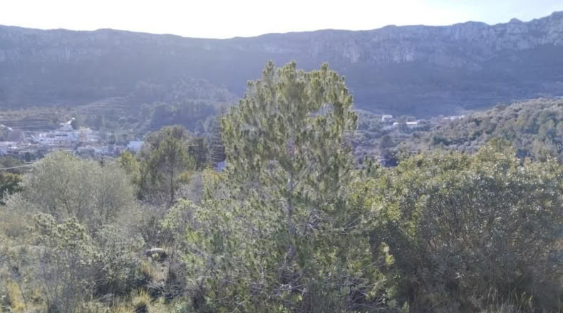 Alicante - Benissivà - 19796m2