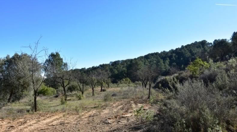 Teruel - Arens de Lledó - 33400m2