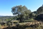 Detached villa with land for sale on España, Arens de Lledó, ref: TR317270 photo
