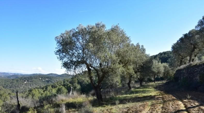 Teruel - Arens de Lledó - 33400m2