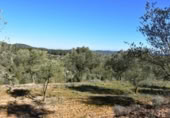 Detached villa with land for sale on España, Arens de Lledó, ref: TR317270 photo