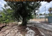 Finca rústica en venda a la España, Alberic, ref.: TR297674 foto