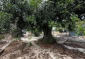 Finca rústica en venda a la España, Alberic, ref.: TR297674 foto