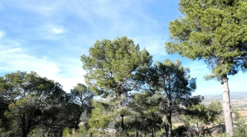 Tarragona - la Bisbal del Penedès - 623m2