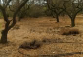 Terreny no urbanitzable en venda a la España, Riudecanyes, ref.: TR127873 foto