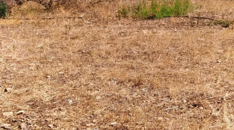 Tarragona - Riudecanyes - 10823m2