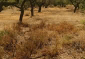 Terreny no urbanitzable en venda a la España, Riudecanyes, ref.: TR127873 foto