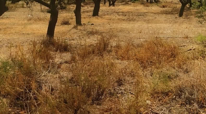 Tarragona - Riudecanyes - 10823m2
